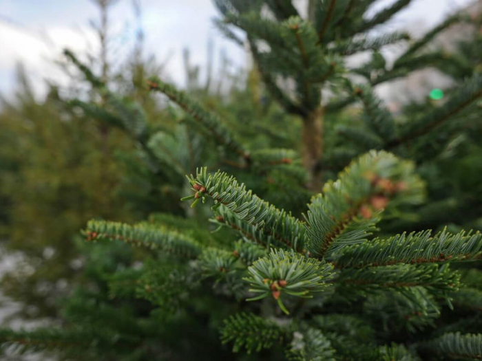 В Краснодаре из выброшенных новогодних елок сделают опилки для садовых дорожек