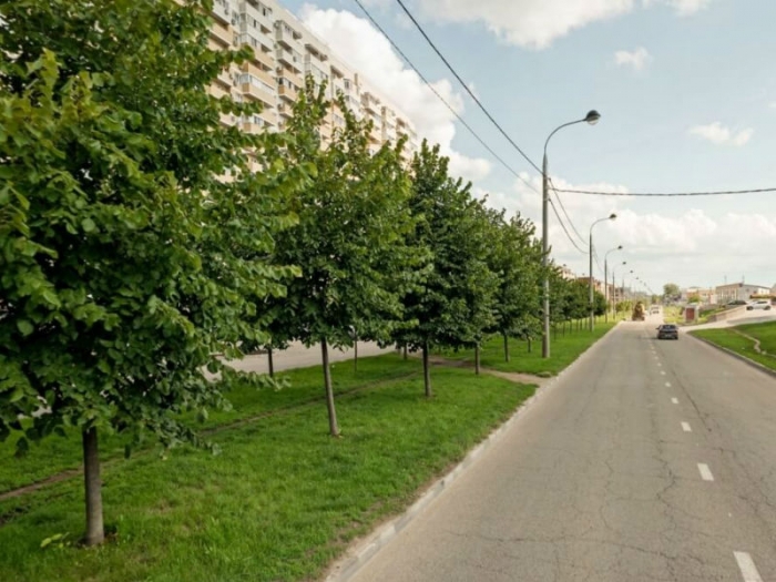 В Музыкальном микрорайоне Краснодара высадят 20 лип с улицы Московской