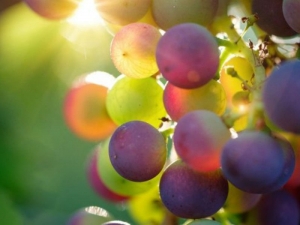 На Кубани собрали 16 тысяч тонн винограда